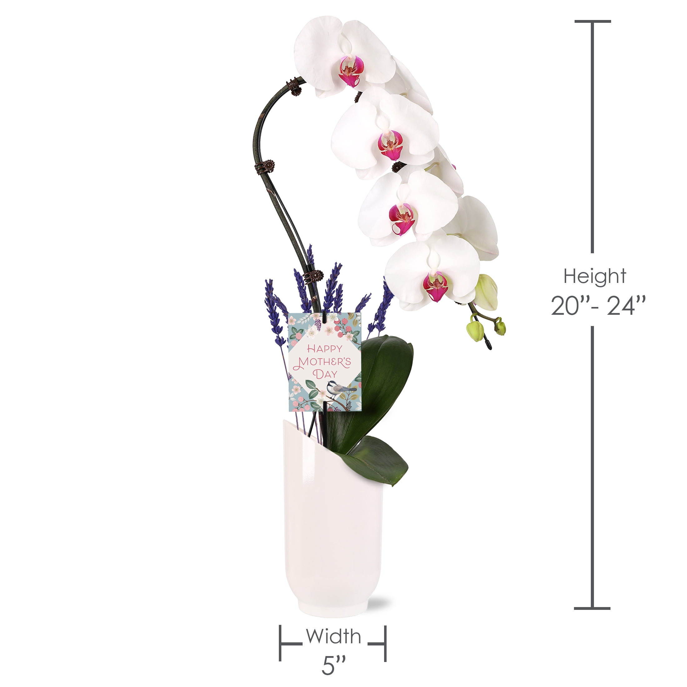 Green Circle Growers 5" White Waterfall Orchid Live Plant in White Planter – Mother’s Day Gift Flowering Plant