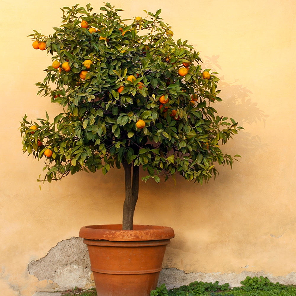 Brighter Blooms - Calamondin Orange Tree, 4-5 ft. - No Shipping To AK, AL,  AZ, CA, FL, GA, HI, LA, MS, OR, TX - Walmart.com