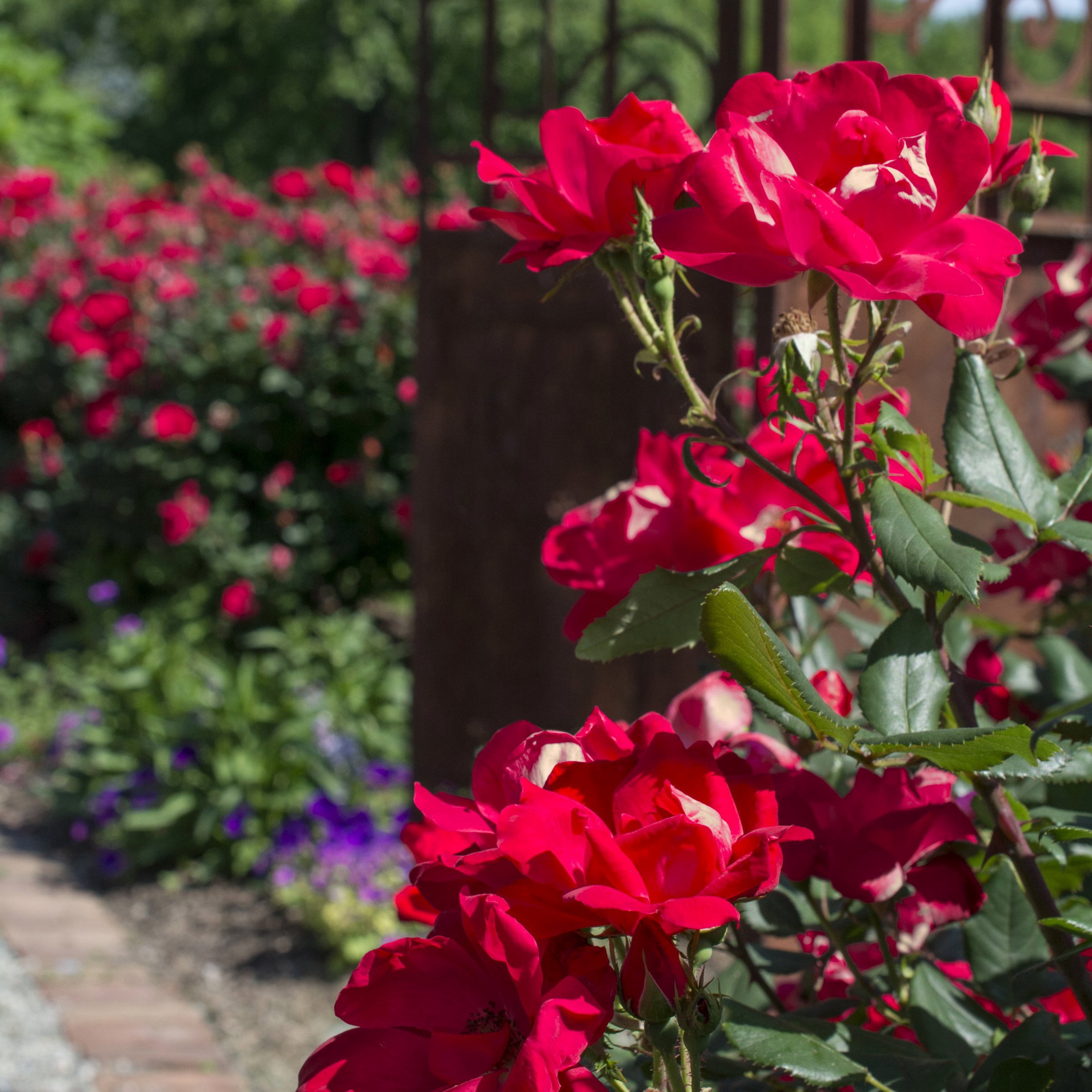 National Plant Network Bare Root Love Rose