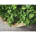 Seeds Coriander Herbs Heirloom MMF7 for Planting Non GMO