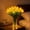 Yellow(Without Vise), variant on Radiant Romantic Tulip Light, 15 PCS Twinkling Tree Tulips Led Night Light that Never Fade, Artificial Bouquet Tulips Flower Shaped Ambient Bedroom Decorate Holiday Gifts