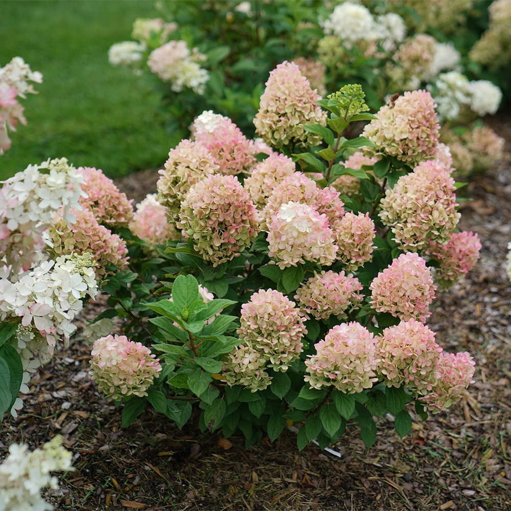 Proven Winners ColorChoice Little Lime Punch Hydrangea Live Shrub (2 Gallon)