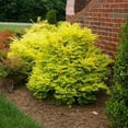 thumbnail image 6 of Brighter Blooms - Southern Living® Sunshine Ligustrum Shrub, 2 gal - No Shipping to AK, AZ, HI, OR, 6 of 7