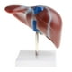 thumbnail image 2 of 1: 1 Lifesize Human Noraml Hígado Lóbulo Vesícula Biliar Modelo Con De La Enseñando La Herramienta De Visualización, 2 of 8