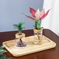thumbnail image 5 of Round 1 pcs for Indoor/Outdoor Resin Material Aquatic Plant Imitation Glass Flower Planter Garden Supplies Hydroponic Flowerpot Home Decor C, 5 of 8