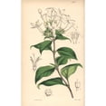 thumbnail image 2 of Peltale Ariopsis, Ariopsis Peltata Poster Print By ® Florilegius Mary Evans (18 X 24), 2 of 4