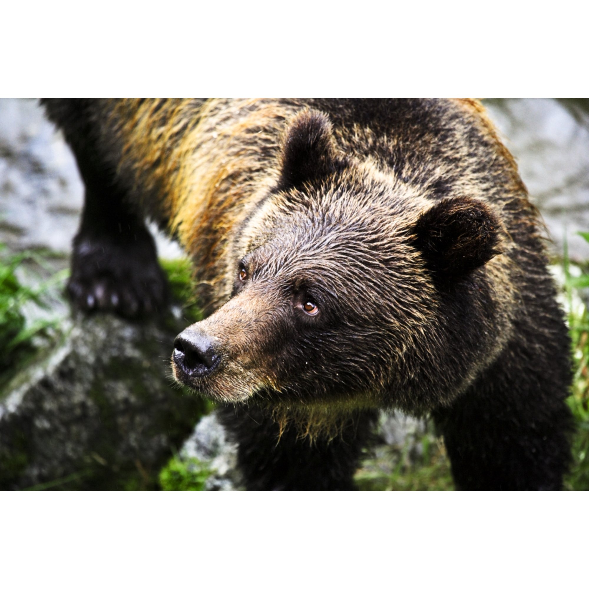 Grizzly Bear Canvas Art - Richard Wear Design Pics (34 x 22)