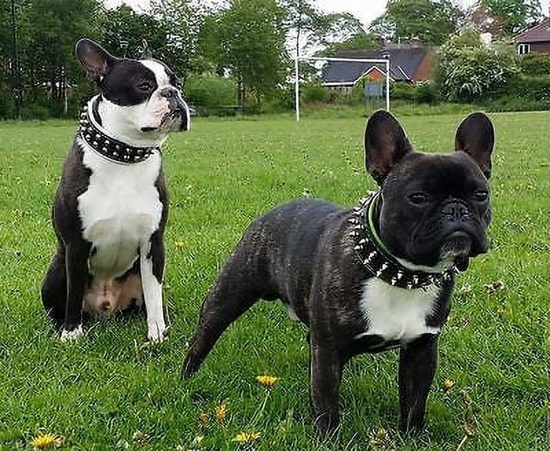 The Bestia "Frenchie" Leather Dog Collar Black & Blue for Medium to Large Dog Breeds