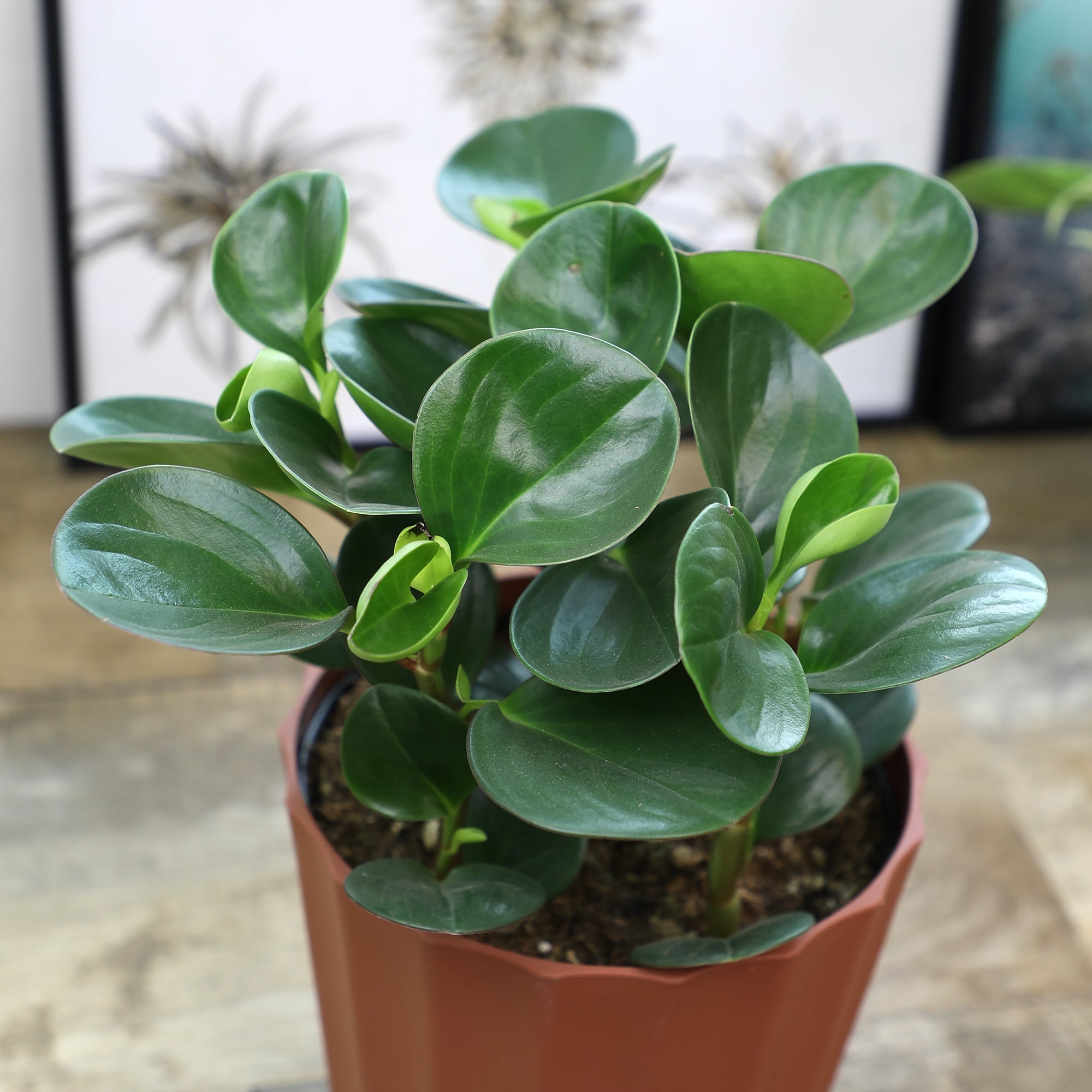 Altman Plants Element 6" Green Peperomia Live Plants in 6" Self Watering Pot