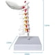 thumbnail image 5 of Model of cervical spine, lifesize with vertebrae, nerves and occipital plate, 5 of 5
