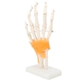 thumbnail image 1 of Modelo de articulación de dedo de mano Ticfox Modelo de mano humana, 1 of 12
