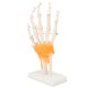 thumbnail image 3 of Modelo De Mano, Detalles Claros Modelo De Exhibición De Articulación De Mano De Ligamento Flexible Mostrar Detalles Para La Escuela De Medicina Para La Enseñanza ANGGREK Hand Joint Ligament Model, 3 of 8