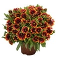thumbnail image 2 of Better Homes & Gardens 2 Gallon Orange Gaillardia Blanket Flower Perennial Live Plants, 2 of 5