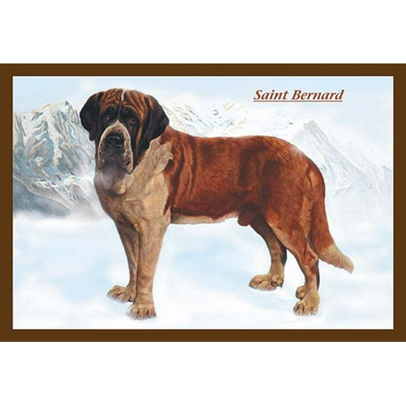 Smooth Coated Saint Bernard Fine art canvas print (20" x 30")