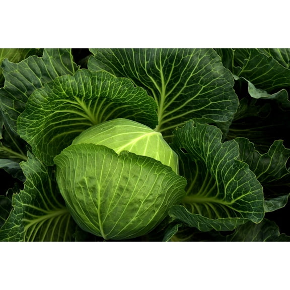 Copenhagen Early Market Cabbage Seeds/Annual/Full Sun/9K Seeds 1 oz/Zellajake Farm and Garden - B165