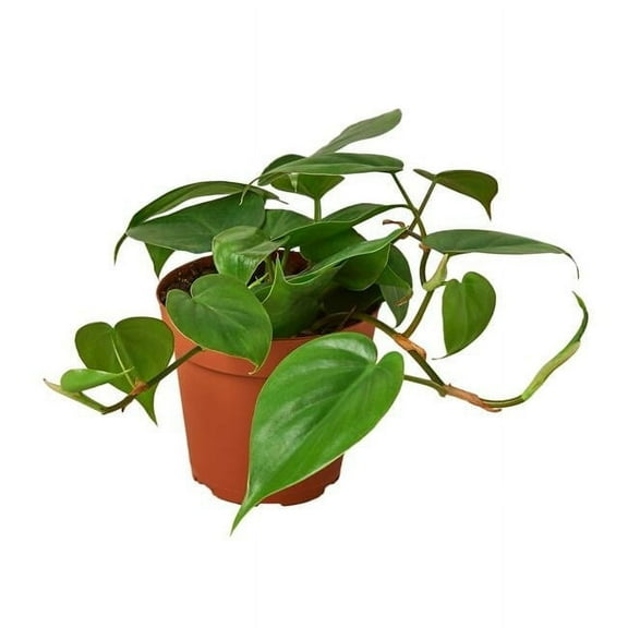 House Plant 4-PHILODENDRON-CORDATUM Philodendron Cordatum Heartleaf Plant in 4 in. Pot