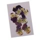 thumbnail image 1 of 10 piezas muestras de flores de pensamiento de prensa de tamaño Adornos de flores secas prensadas reales Materiales de bricolaje Fabricación de, 1 of 9
