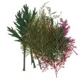 thumbnail image 2 of simhoa 1 Bag Pressed Natural Dried Flower Leaves Mixed For Jewelry Making Candle Making 24pcs, 2 of 8