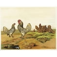 thumbnail image 2 of Harrison Weir 14x12 Black Ornate Wood Framed Double Matted Museum Art Print Titled: Gold and Silver-Laced Bantams (1867), 2 of 5