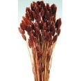 thumbnail image 4 of Dried Phalaris Grass - Canary Grass Large 4-6 oz bunch 16-18in. long -- Single Bunch - Berry, 4 of 5