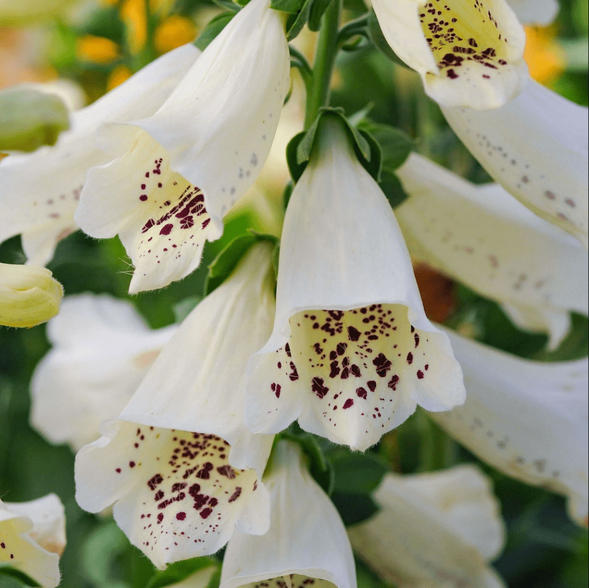 White Foxglove Plant Live, Hardy Perennial Foxgloves with Colorful Summer Flowers for Outdoor Garden Planting, 2-4 Inch Tall, 3 Inch Pot