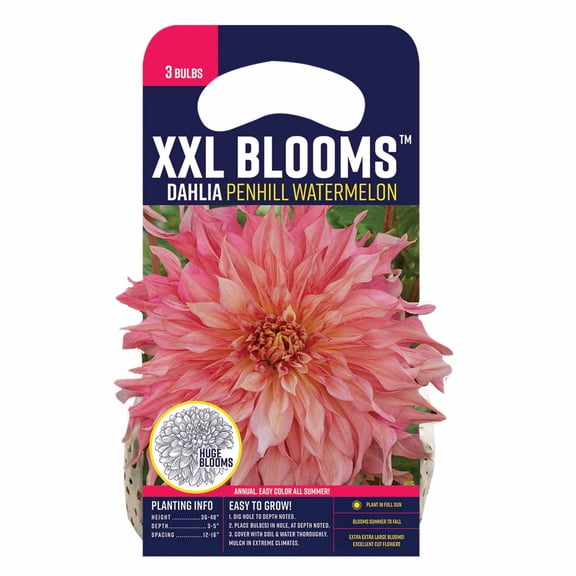 Van Zyverden Dahlia Penhill Watermelon (Set of 3 Dormant Bulbs) Full Sun, Pink, Annual