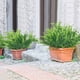thumbnail image 5 of Simulated Persian Grass Small Persian Leaves Simulated Flowers Fern Leaves Bouquet Simulated Plants Home Decoration, 5 of 5