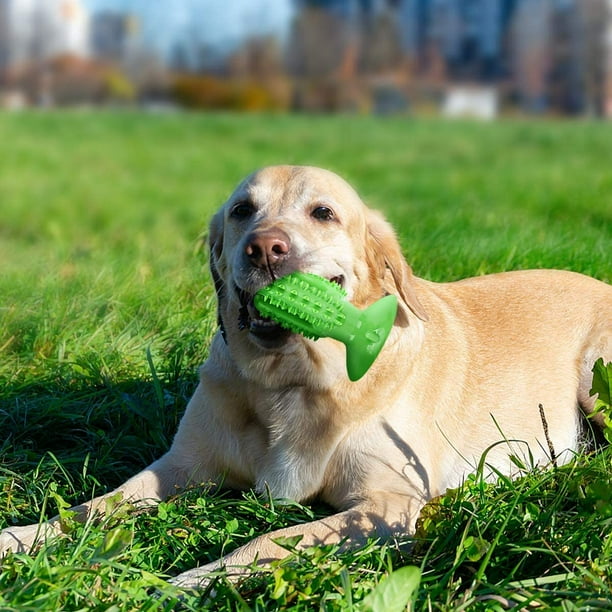 Dog brush teeth clearance toy