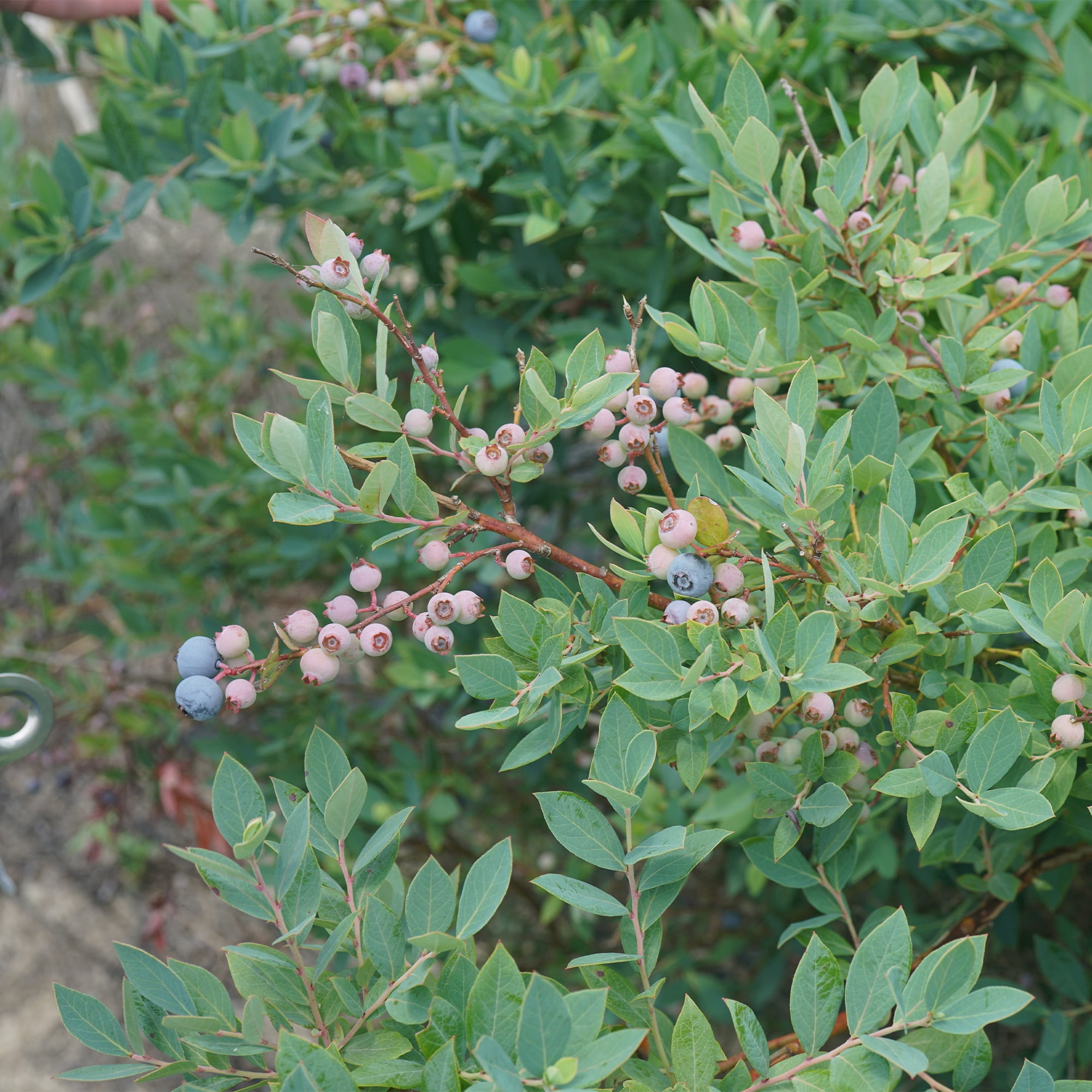 Proven Winners ColorChoice Splendid! Blue Blueberry Live Shrub (2 Gallon)