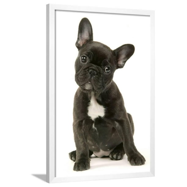 French Bulldog Puppy Framed Print Wall Art Walmart Com Walmart Com