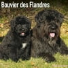 Bouvier Des Flandres Calendar 2018 (Euro) - Dog Breed Calendar - Wall Calendar 2017-2018