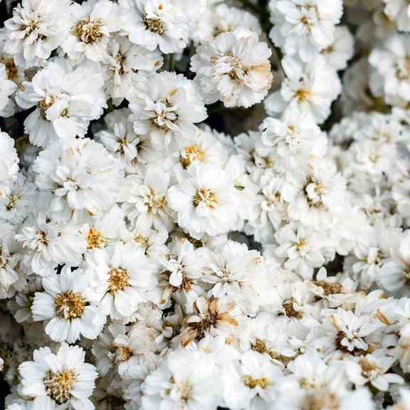 Yarrow Drought Tolerant Sneezewort Achillea Ptarmica Garden Flower Seed - 10000 Seeds