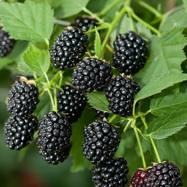 Black Diamond Thornless Blackberry Plant NEW! 2.5" Pot