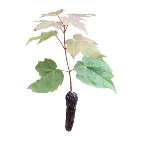 Sugar Maple | Small Tree Seedling | The Jonsteen (Best Time To Transplant Maple Tree Seedling)