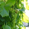 thumbnail image 4 of Lakemont Seedless Grape Vine Live – 1 Gallon, 4 of 6