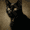1pcs, variant on UXIEQU Black Cat Portrait Canvas Wall Art Print 15.75x11.81 Inches