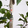 thumbnail image 4 of Nearly Natural Artificial Birch Potted Tree - 7' - Green, 4 of 7