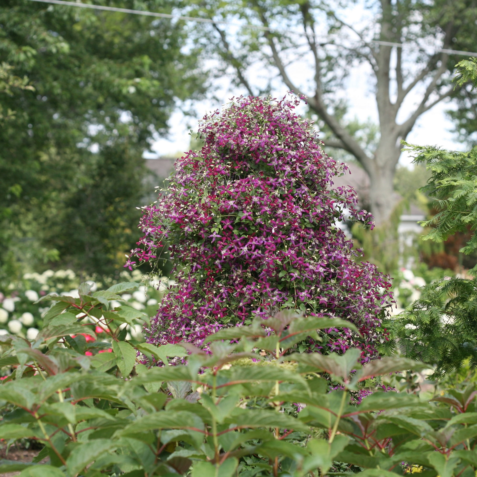 Proven Winners ColorChoice 5" Purple 'Sweet Summer Love' Clematis Live Plant in 4.5" Pot (4 Count)