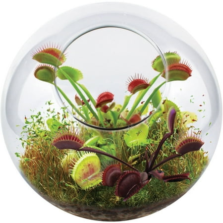 venus fly trap terrarium glass dunecraft walmart diy flytrap plant terrariums plants carnivorous