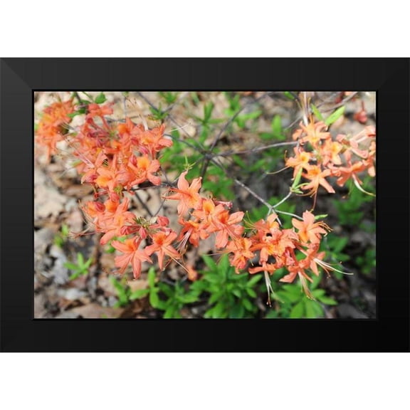 Alabama Picture Archive 14x11 Black Modern Framed Museum Art Print Titled - Native Orange Azalea Alabama