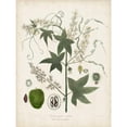 thumbnail image 3 of Torrey, John 12x14 Black Modern Framed Museum Art Print Titled - Flowering Flora II, 3 of 5