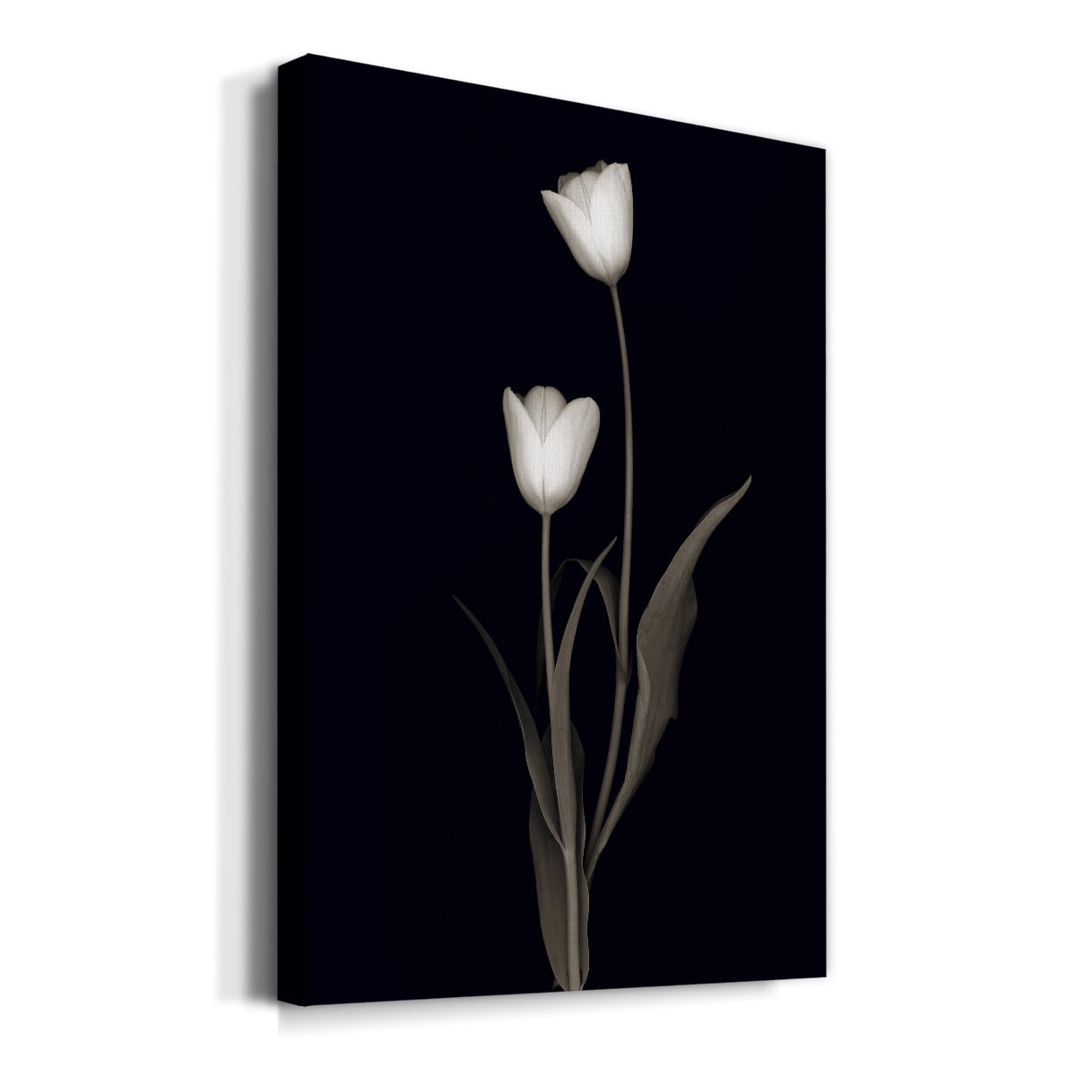 Tulip Pose II Premium Gallery Wrapped Canvas - Ready to Hang