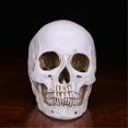 thumbnail image 2 of Human Skull Handmade D Decoration Decor Goth Halloween Gift, 2 of 4