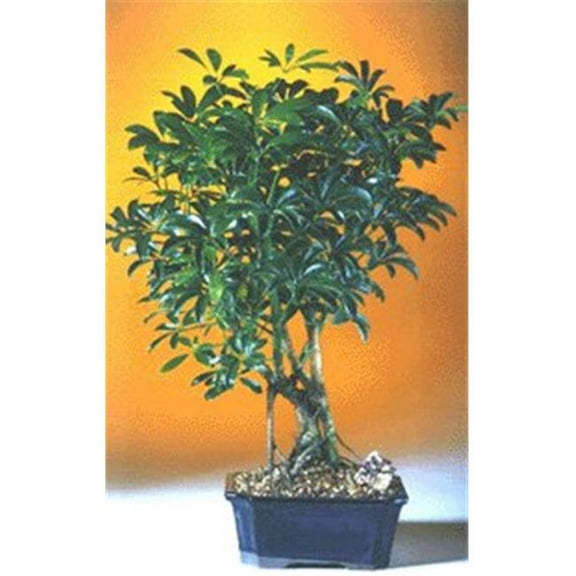 Hawaiian Umbrella Bonsai Tree - Arboricola Schefflera Luseanne - Medium