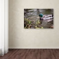 thumbnail image 3 of Trademark Fine Art "Mallard" Canvas Art by Jason Shaffer, 3 of 3