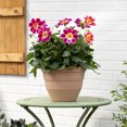 thumbnail image 4 of Better Homes & Gardens 2.5gal Purple Dahlia Summer Bees Live Annual Plant Decorative Pot Shade, 4 of 9