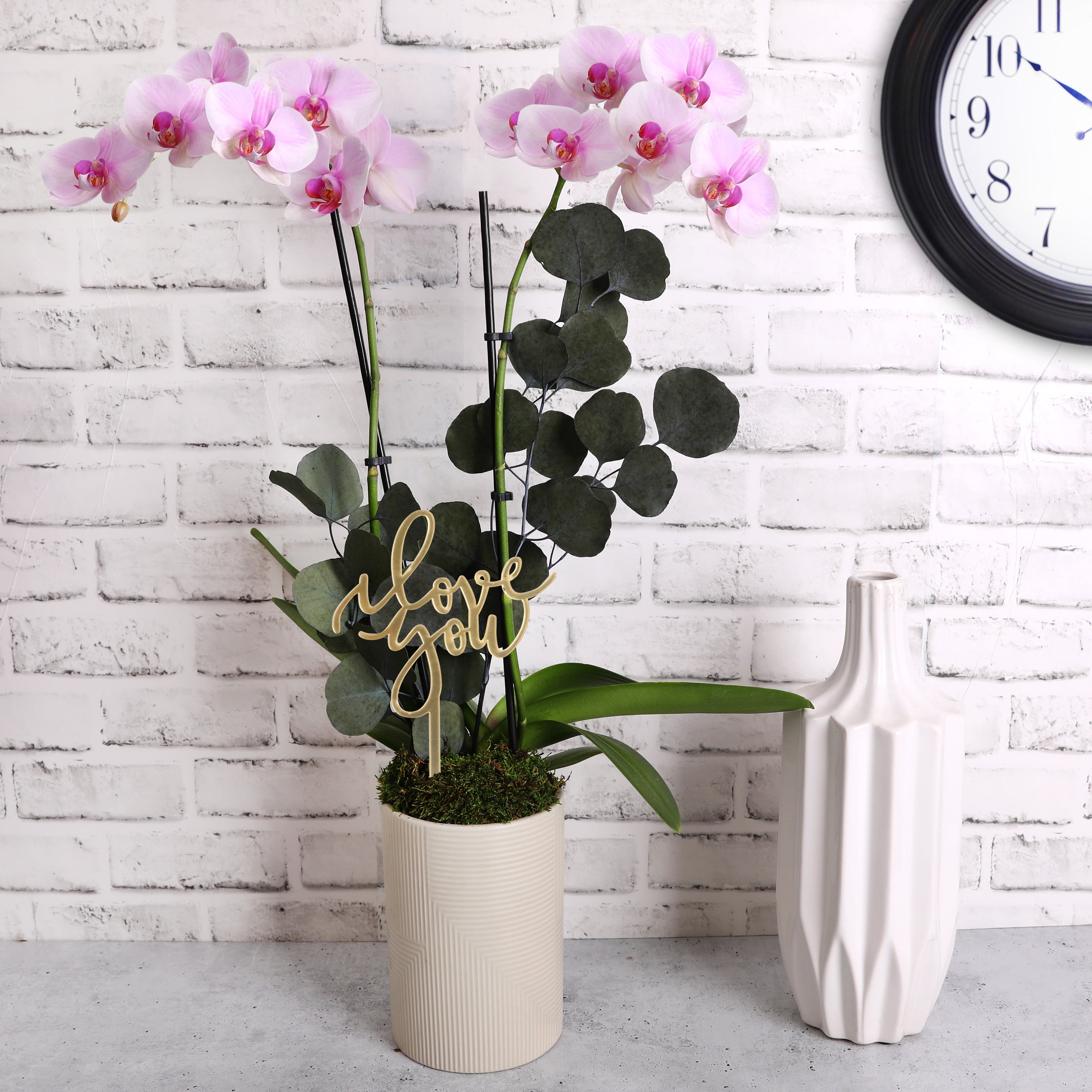 5” Light Pink Orchid in White Rockefeller Planter with Preserved Eucalyptus – Love You Edition
