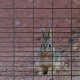 thumbnail image 3 of Far North Enamel Coated Welded Wire ,WE162450VYWC, 3 of 3