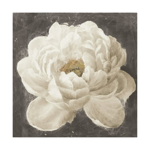 Trademark Fine Art 'Vivid Floral I White Flower' Canvas Art by Danhui Nai