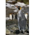 thumbnail image 2 of Jaynes Gallery 17x24 White Modern Wood Framed Museum Art Print Titled - Antarctica-South Georgia Island-Elsehul Bay King penguin close-up, 2 of 4